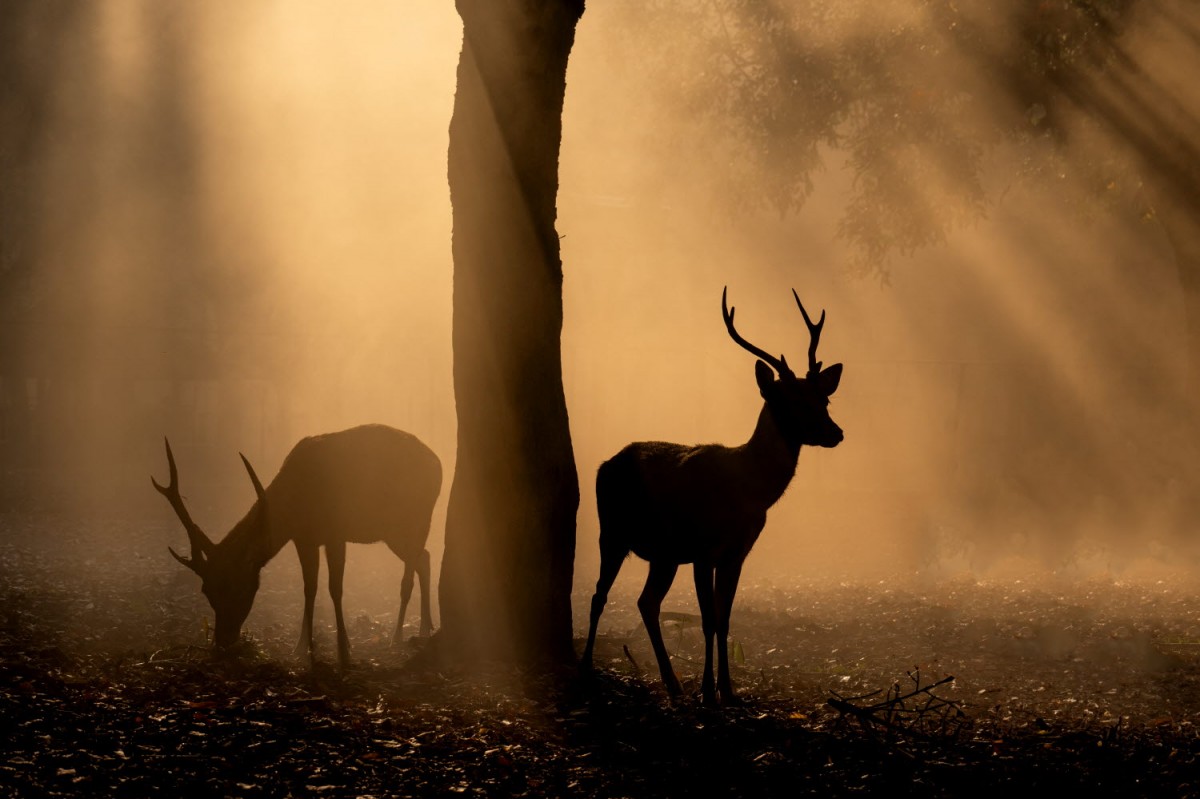 a899c22b7665293c0961f218f8e5df9a_1759502